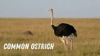 Ostrich Sounds & Calls Explained | The Deep Voice of the Common Ostrich