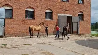 Продажа ахалтекинских лошадей. Тел/Whats app: +7-916-403-90-33 Sale of Akhal-Teke horses.