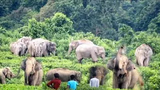ELEPHANT HERD | WILD ELEPHANT VIDEO 🐘 | WILD ELEPHANT HERD | WILD ANIMALS