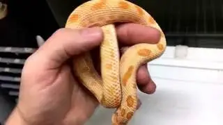 Hognose Collection Video + Where I've been and mindless rambling