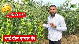 थाई ग्रीन एप्पल बेर -मुनाफे की गारंटी| Thai Green Apple Ber Plantation | Great Income for Farmers 🤑💸