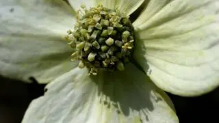 Wawona Journal 8: Spring Blossoms