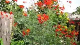 Pride of Barbados, (Caesalpinia pulcherrima) Lisa's Landscape & Design 