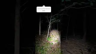 WTF Was That? #fairy #orb #cryptid #eyeshine #faeries #sprite #pixie #elemental #bigfoot #fyp