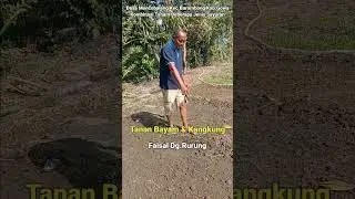 Strategi PETANI Tanam Kangkung & Bayam agar mudah Dapat Rupiah #Shorts