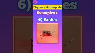 Phylum Arthropoda|| Animal Kingdom || Examples || Scientific name with Pictures || NEET 2025