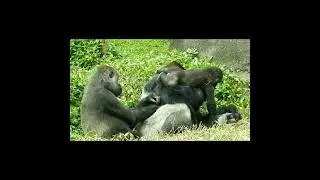 gorilla D'jeeco dad 24y1m old & Tayari 11y10m old mom & son Jabali 2y1m old.  #shorts.J打擾D休息