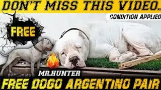 #firsttimeonyoutube  Free dogo argentino pair | High quality dogo argentino for free adoption