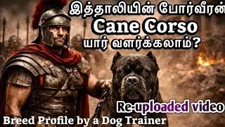 Cane Corso &mdash; Breed Profile in Tamil | History, Temperament, Price, Care தமிழில்