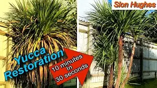 Yucca  plant restoration