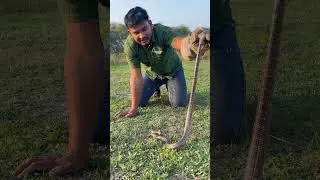 Common krait vs common wolf snake 😱😱 #commonkrait #viralshort