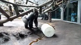 Tommy a Western Lowland Gorilla