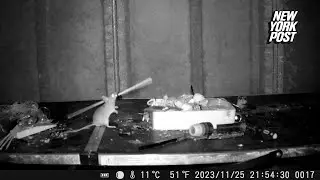 Someone has been cleaning my shed every night &mdash; it&rsquo;s a tidy mouse
