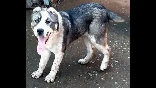 Fly With Me Perfect World The beginning of the story  #alabai dog#alabai #kangal #funny #funnyshorts