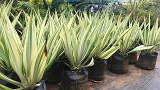Furcraea | Mauritius hemp Plants
