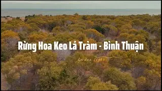 Rừng keo lá tràm trên cung đường ven biển Bình Thuận.