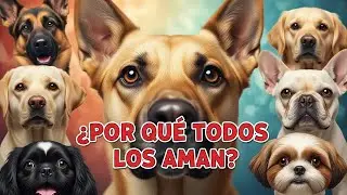 🐾❤️¿Por qué todo el mundo está enamorado de estos perros? Las 10 razas más populares 🐶🔥