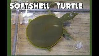 The Incredible Softshell Turtle!