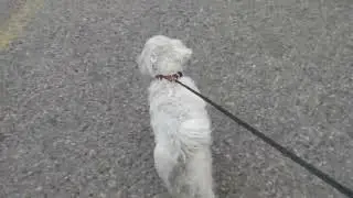 Snowflake going for a walk. March 28, 2025