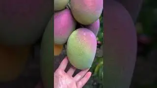 Maui Regenerative Farm Tour