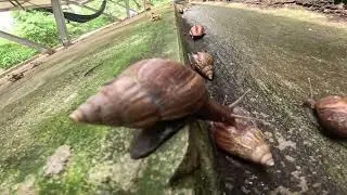 Action and recover Snails with best view Communicate During Mating.#snail #snaillife #nature #garden