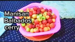 Asem manis nya balbados cerry  @MerlianaChanel