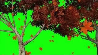 Leaves falling from tree green screen video not cooyright free to use
