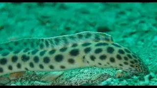 Spotted snake eel burrowing under the sand tail-first