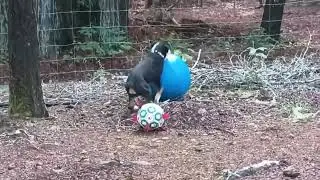 Jax plays ball