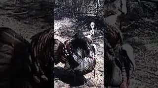 Wild Turkeys #farming #hunting #jake #tom #wildlife #wildturkey