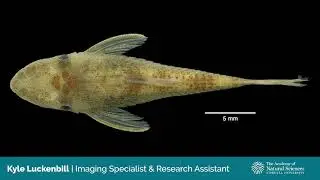 Virtual Collection Tour: Ichthyology: Extending a Specimen
