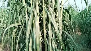 Ganna grass gana grass گنا گراس Shugercan grass Makkai grass 4G jawar grass Super naiper co5 sy best