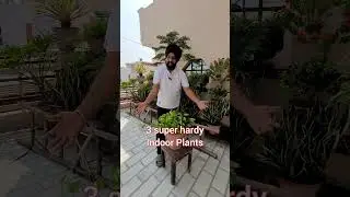 3 super hardy indoor plants 😄