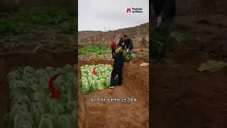Kenapa orang china mengubur sawi? #youtubeshorts #faktaunik #budayachina
