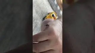 Hermione, the emotional support spider 🕷️