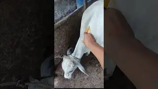 How to give injections in cattle ll intramuscular injection ll IM route injection ll VET Knowledge