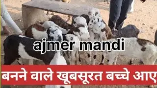 ajmer bakra mandi # live update # explore with ajmer bakra mandi #shorts