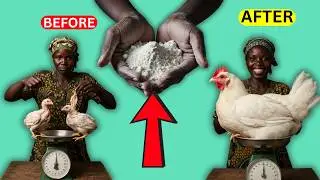 Ayam Pedaging Naik Berat 2kg dalam 10 Hari&hellip; Begini Caranya! (Suplemen L-Lisina)