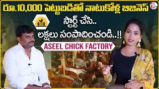 Aseel Chick Factory : Natu Kodi Business |Poultry Farming | Village Business Ideas | SumanTV Sandhya