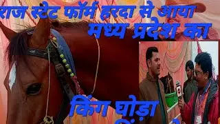 राज स्टेट फॉर्म हरदा से आया मध्य प्रदेश का किंग घोड़ा#sansansehorhorse #hm#horse @Rajathakur