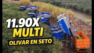 New Holland Braud 11.90X Multi | Recolección de Olivos en Seto