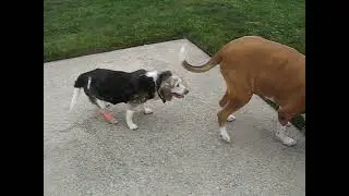 HOH Beagle Misty Haze Lupus Walking Wobbly Cysts Outside After Abscess Strikes Back Lacrimal Eyelid.