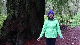 Mammoth Trees! Adventures in the Northern California Redwoods Ep. 37