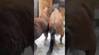 Очередная отгрузка жеребцов. Уехали в Кокшетау. 👍 #horse #продажалошадей  #продажалошадей #лошади