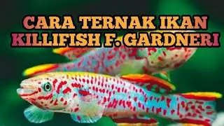 Cara Ternak Ikan Killifish F.Garneri