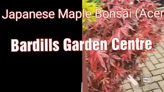bonsai Chinese juniper nursery stock tour