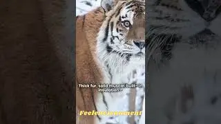🧊🐯 Believe It or Not! Siberian Tigers Survive &ndash;40&deg;C Winters! ❄️🌍