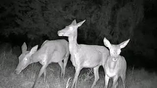 Three Red Deer Hinds Return to the Garden 🦌| Beskidy Mountains