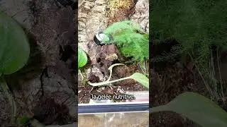 Je lib&egrave;re mes fourmis pi&egrave;ge-&agrave;-machoire 🤯