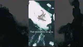 Sharks Fear Orcas 😱🐋 #Orca #WildlifeFacts #SeaLife #SharkVsOrca #NatureShorts #Animal #efektiktok